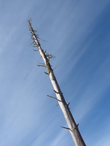 snag on Dead Pond at Howard Swain Memorial Forest in southern New Hampshire