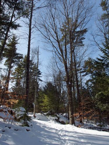 woods walk at Howard Swain Memorial Forest in southern New Hampshire