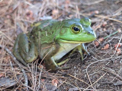 Green Frog (Rana clamitans) in July beside the Sweet Trail in southeastern New Hampshire