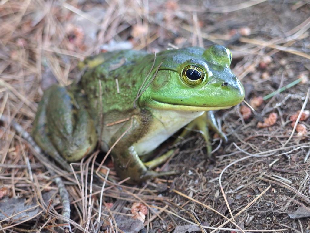 Green Frog (Rana clamitans) in July beside the Sweet Trail in southeastern New Hampshire