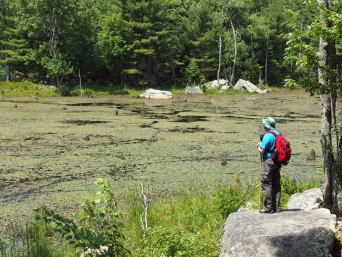 John checks out a marsh beside the Sweet Trail in southeastern New Hampshire