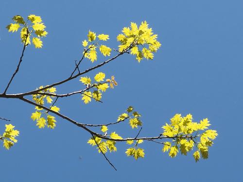 baby oak leaves at Sweet Trail in southeastern New Hampshire