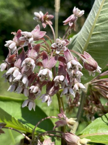 Common Milkweed (Asclepias syriaca) in July at Swift River Reservation in north central MA