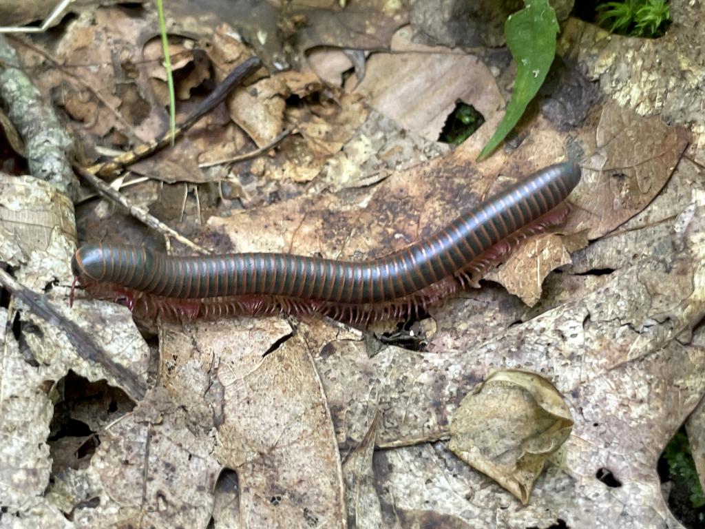 American Giant Millipede (Narceus amaricanus) in July at Swift River Reservation in north central MA