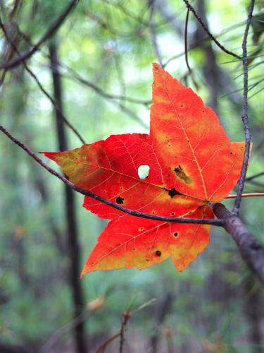 maple leaf at Teneriffe Mountain in New Hampshire