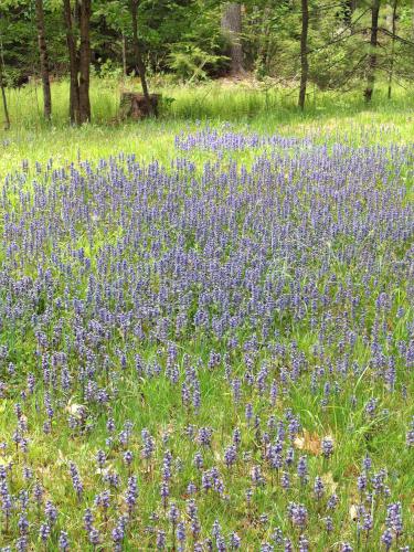  Carpet Bugle at Tetreault Park near Rindge in southern New Hampshire