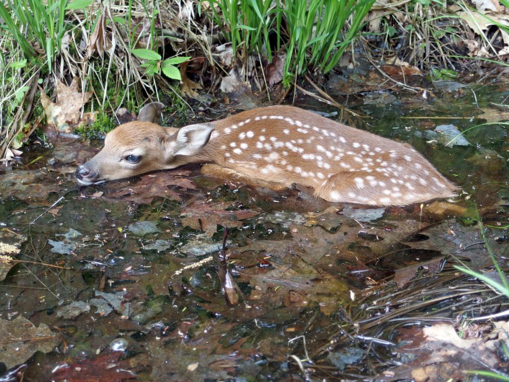 fawn playing possum in May in a trailside puddle at Tetreault Park near Rindge in southern New Hampshire