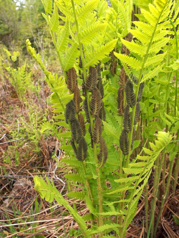 fern in May at Tetreault Park near Rindge in southern New Hampshire