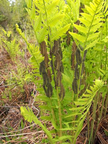 fern in May at Tetreault Park near Rindge in southern New Hampshire