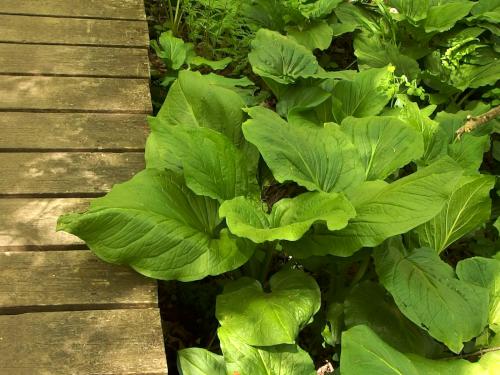 Skunk Cabbage (Symplocarpus foetidus) in May at Thanksgiving Forest near Chelmsford in northeastern Massachusetts