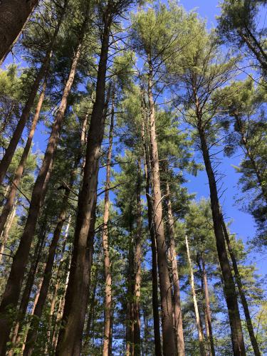 trees in May at Thanksgiving Forest near Chelmsford in northeastern MA