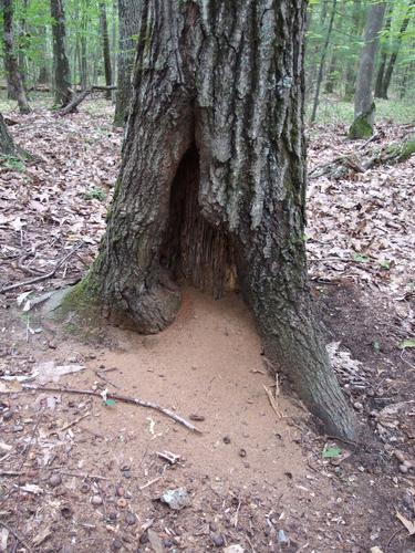 stump and sawdust at Throne Hill Area in eastern Massachusettss