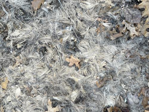 hair-like stuff in February on the trail at Timberlake Conservation Land near Westford in northeast MA