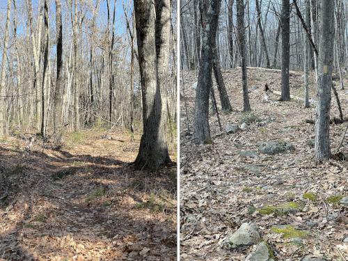 trails in February at Timberlake Conservation Land near Westford in northeast MA