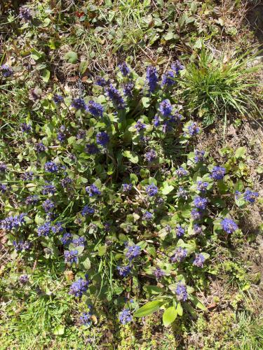 Carpet Bugle (Ajuga reptans) in May near Tinker Road in southern New Hampshire