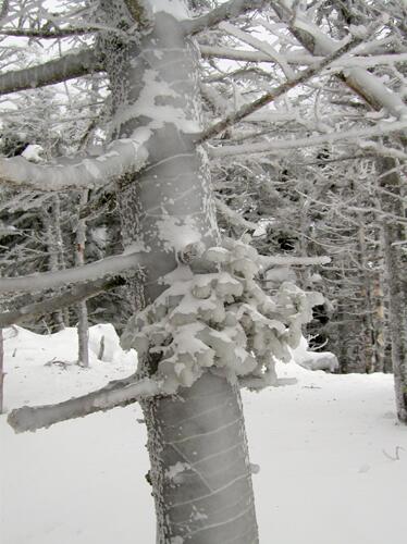 ice-glazed bark