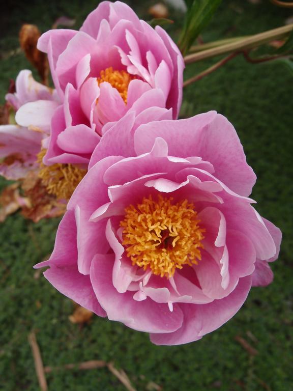 Garden Peony (Paeonia x hybrida) at Lebanon in New Hampshire