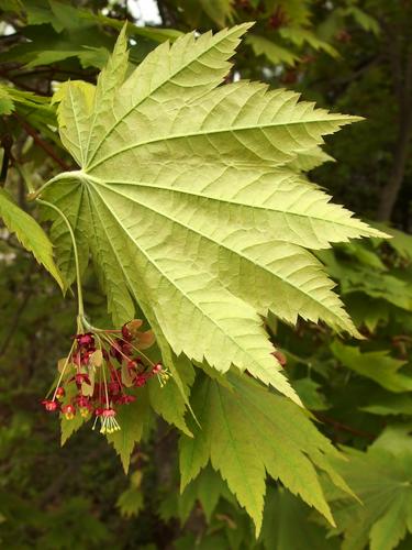 Full Moon Maple