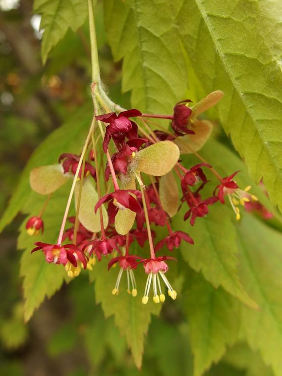 Full Moon Maple (Acer japonicum vitifolium) at Tower Hill Botanic Garden in eastern Massachusetts