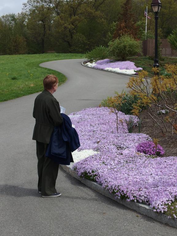 Betty Lou admires the Moss Pink at Tower Hill Botanic Garden in eastern Massachusetts