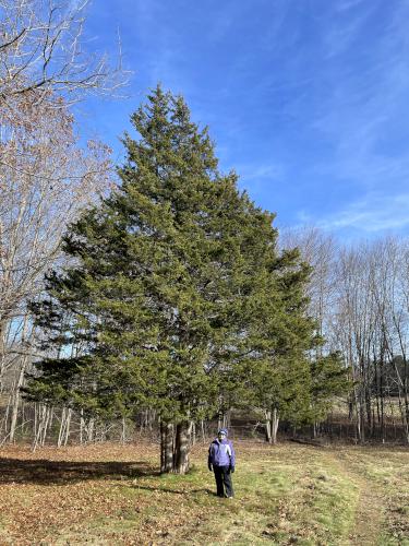 tree in November at Towle Land in northeast Massachusetts