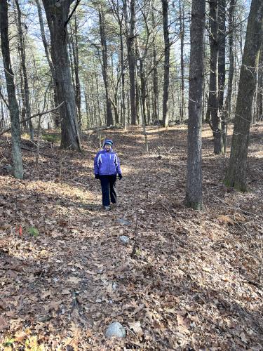 trail in November at Towle Land in northeast Massachusetts