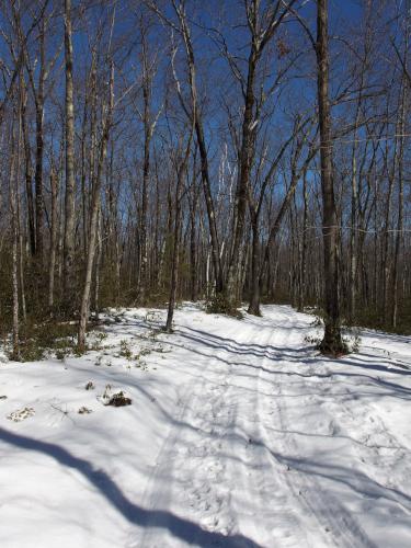 trail in March at Townsend State Forest in northeast Massachusetts