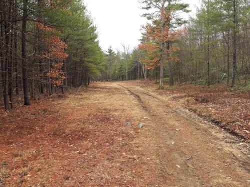 road in March at Townsend State Forest in northeast Massachusetts