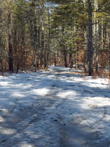 trail in March at Townsend State Forest in northeast Massachusetts