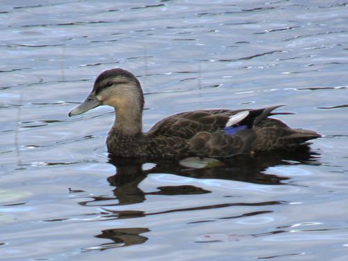 American Black Duck