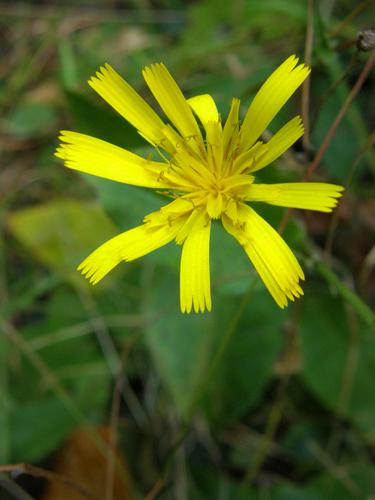 Canadian Hawkweed (Hieracium canadense)