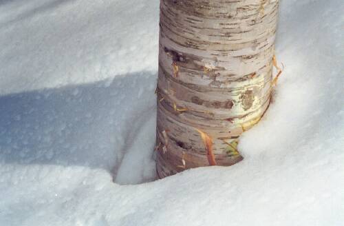 snow-burried blaze on the Mount Tremont Trail in New Hampshire