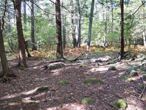 uncertain trail in October at Trout Brook Reservation at Holden in eastern Massachusetts