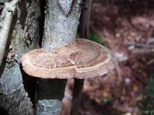 Thin-maze Flat Polypore