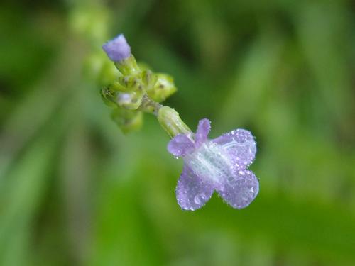 Blue Toadflax (Linaria canadensis) on the trail to Tufts Mountain in southwestern New Hampshire