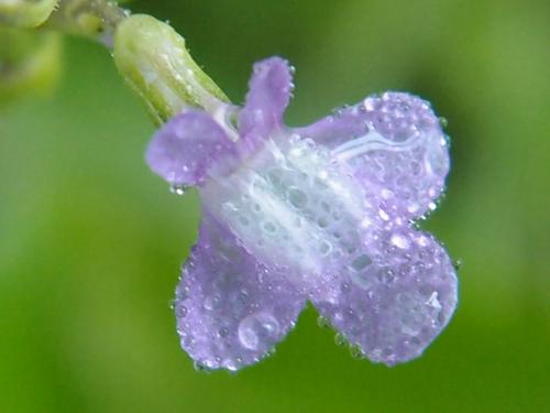 Blue Toadflax (Linaria canadensis) on the trail to Tufts Mountain in southwestern New Hampshire