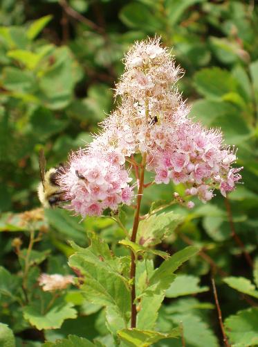 Meadowsweet