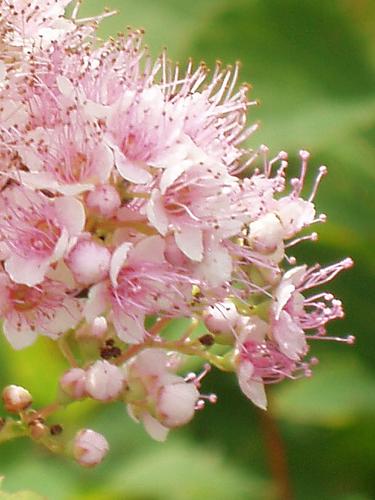 Meadowsweet (Spiraea latifolia)