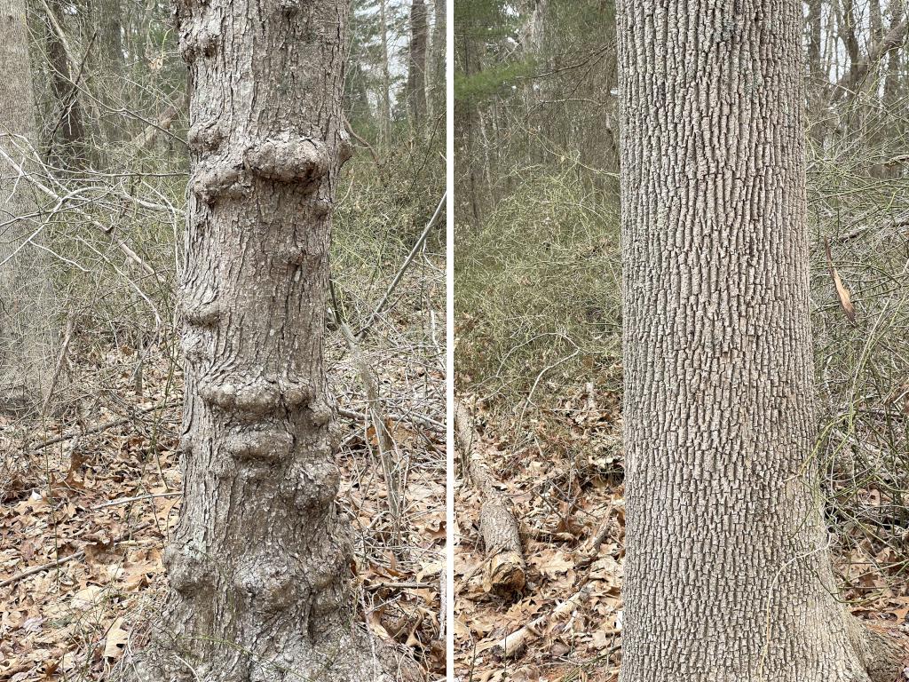 tree bark in March at Turkey Hill and Weir River Farm in eastern Massachusetts