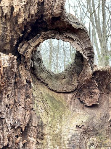 tree trunk in April at Turkey Hill Area in eastern MA