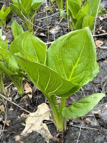 Skunk Cabbage in April at Turkey Hill Area in eastern MA