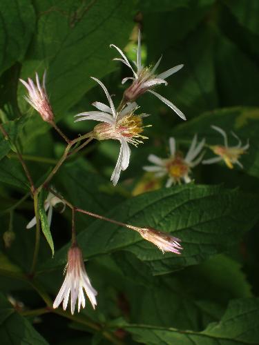 Whorled Aster flowers