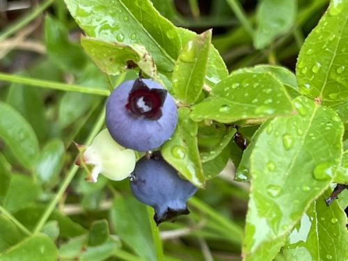 blueberries in July at North Uncanoonuc Mountain in southern NH