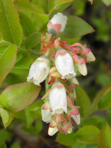 blueberry flowers