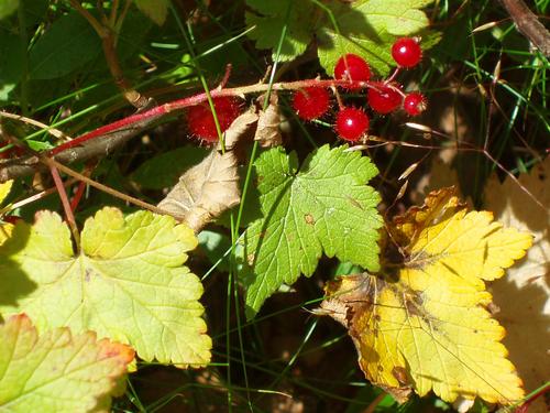 Skunk Currant berries