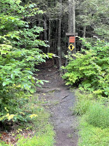 trail in July at North Uncanoonuc Mountain in southern NH