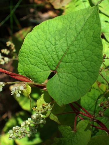 Climbing False Buckwheat leaf and flowers