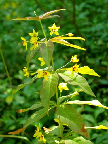 Whorled Loosestrife flower