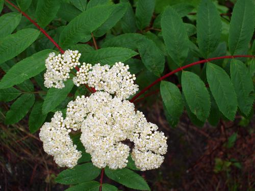 American Mountain Ash flower