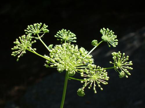 Bristly Sarsaparilla flower